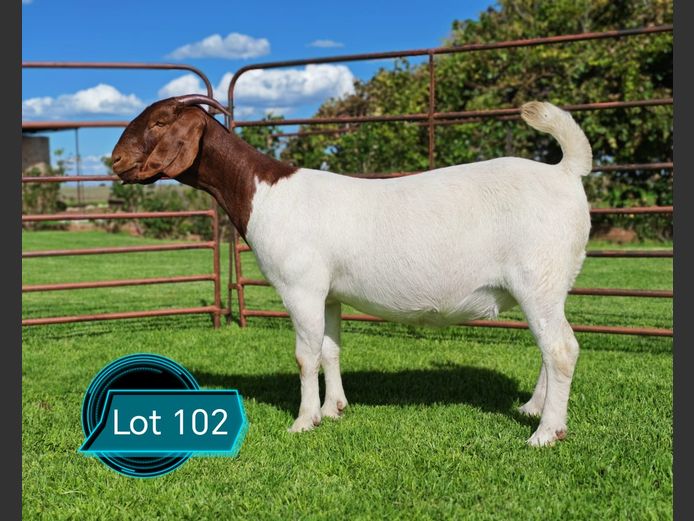 762241414 | Lukas Burger Boerbokstoet