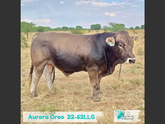 22-0062LLG | AURORA BRAUNVIEH