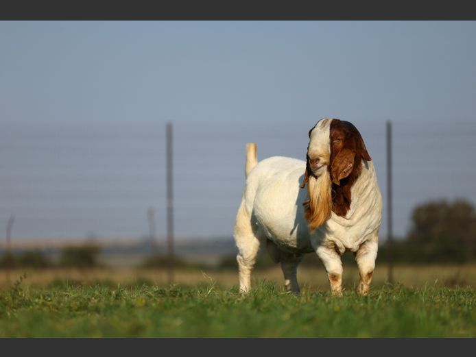 23 0133 | Triangle Farms Boerbokstoet