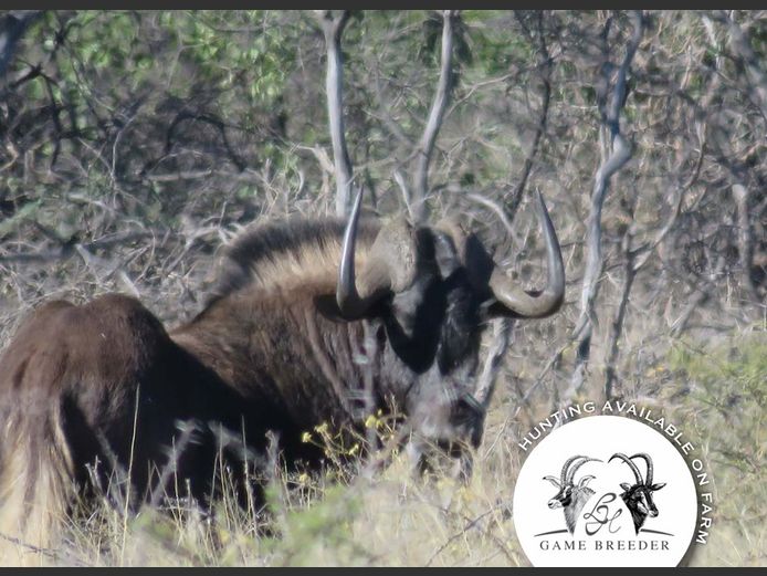 Black Wildebeest Bulls | WATERBERG PLATO GAME BREEDERS