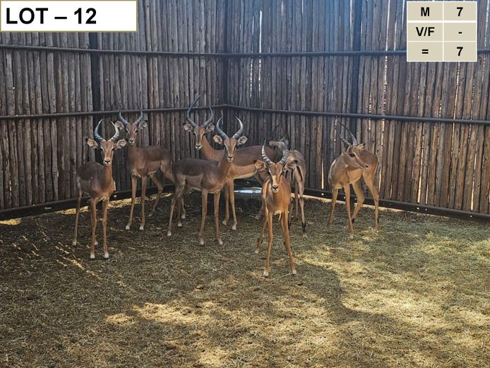 Impala | GreaterKuduLand
