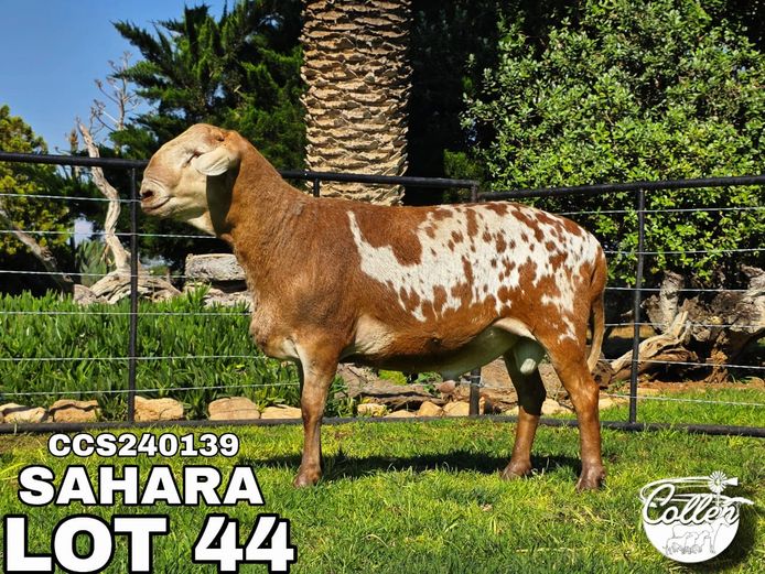CCS240139 - SAHARA | Collen Boerdery