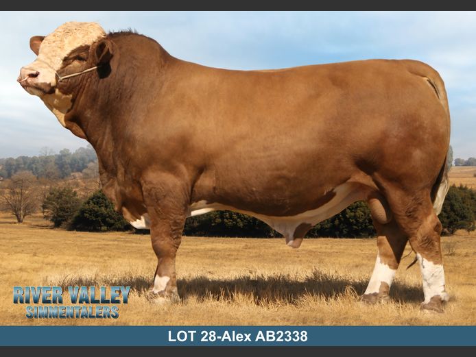 AB2338 | PA ABRAHAMSE