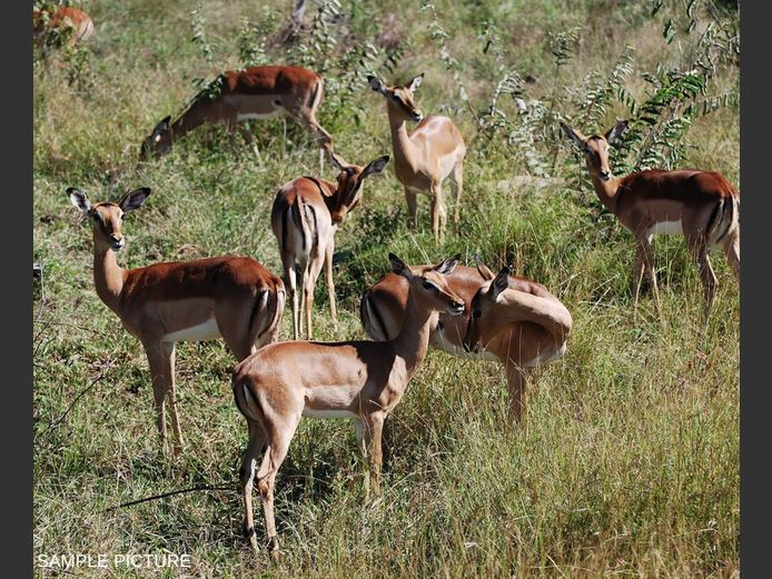 IMPALA | GOLDEN GAME WILDLIFE