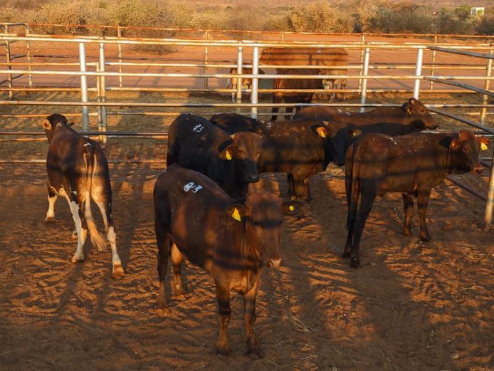 VAN NIEKERK PJ | DAIRY CATTLE 