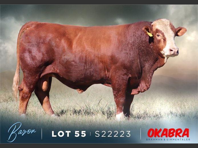 S22223 | OKASIM SIMMENTALERS