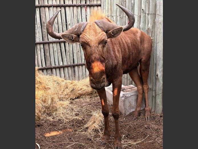 Goue Wildebees Bul