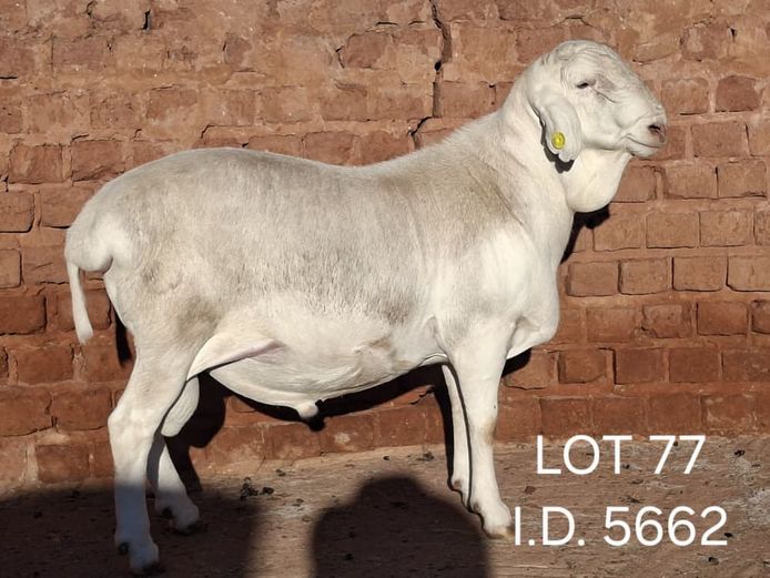 5662 | FRANCOIS VAN RENSBURG