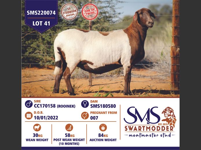 SMS220074 | SWARTMODDER MEATMASTER STUD