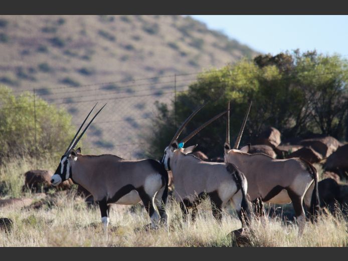 Gemsbok | Tuinplaas Wild (A Marais)