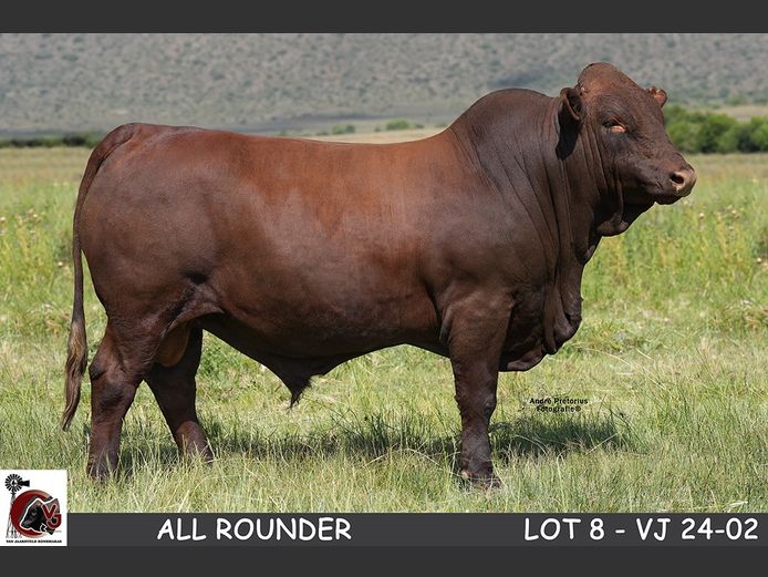 VJ  240002 | VAN JAARSVELD BONSMARAS