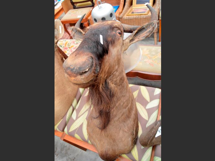 WILDEBEEST TROPHY HEAD, 65cm High [Ears worn]