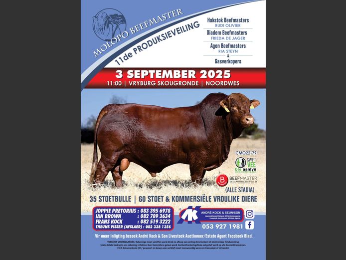 MOLOPO BEEFMASTERS 11DE PRODUKSIEVEILING