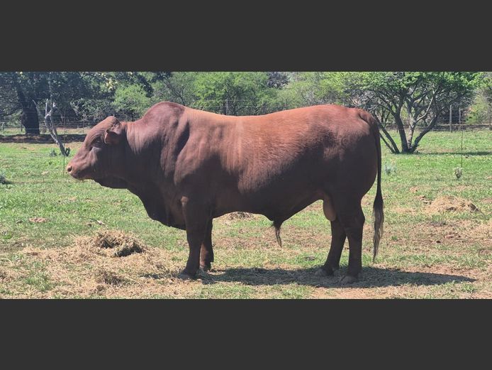 EKO230015 HH(c) | ZIKALI FARMING