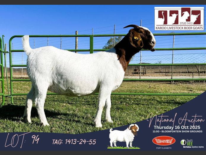1413-24-055 | Gerrie Ferreira (Karoo Livestock Stud)