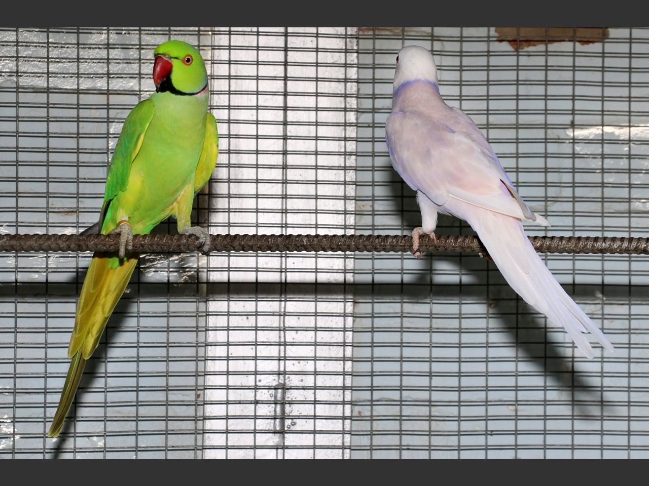 images