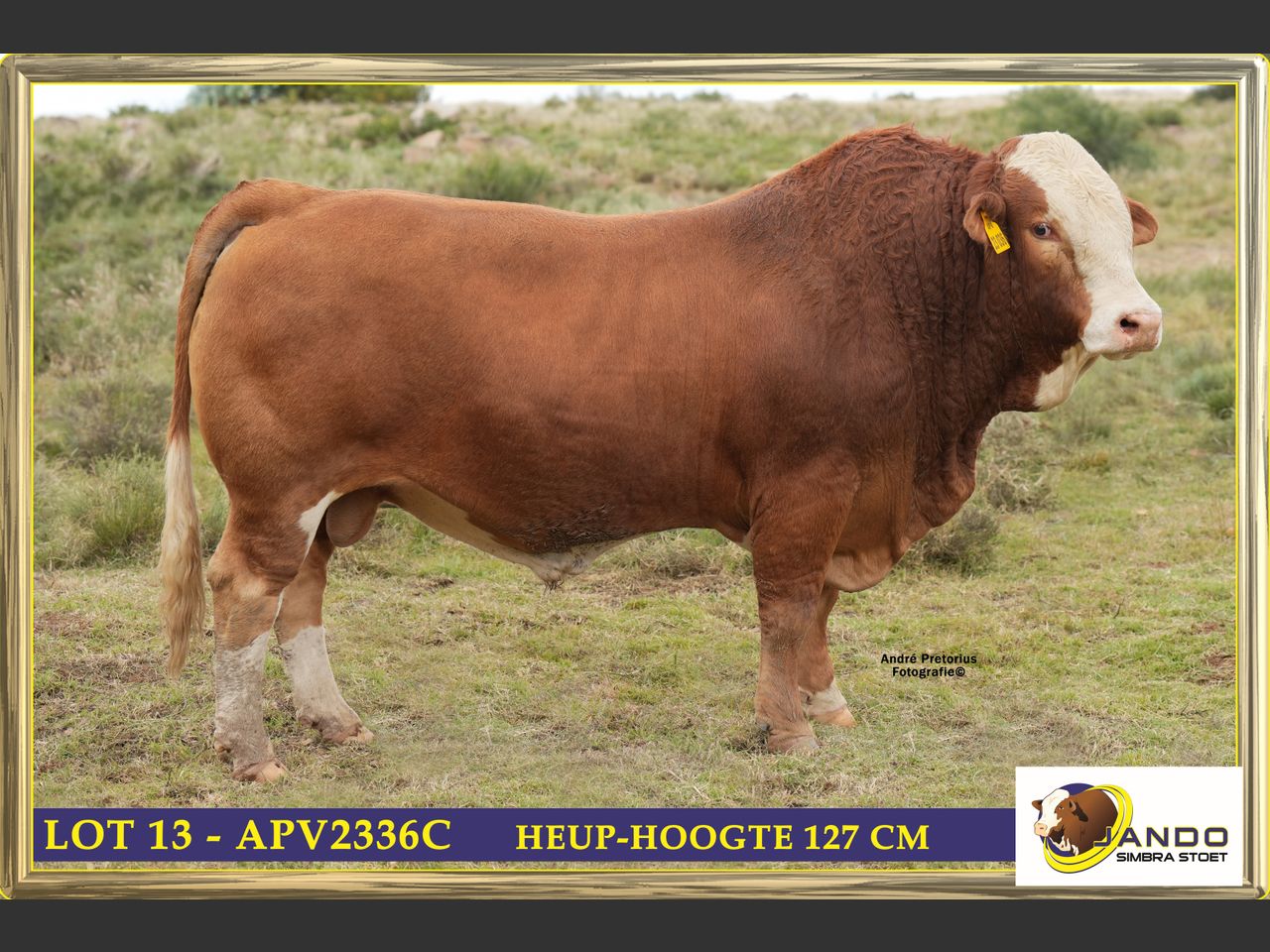 images