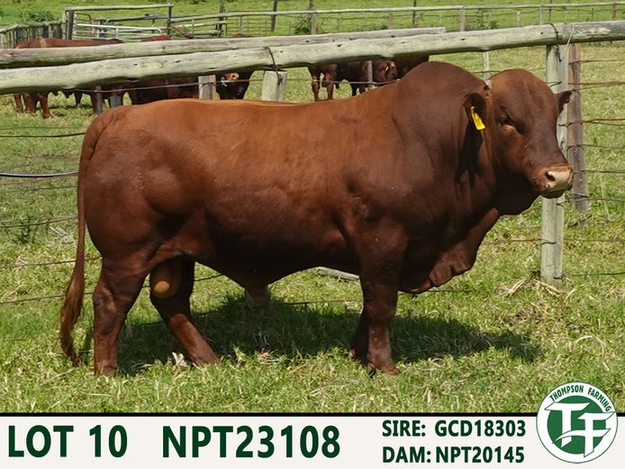 NPT230108