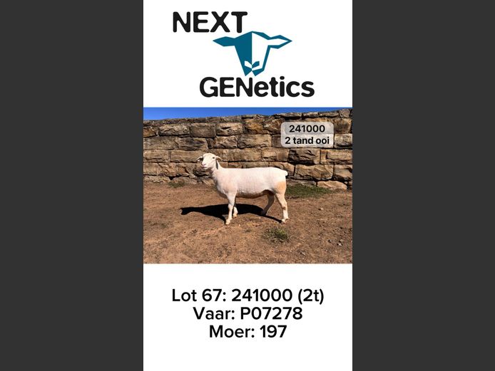 241000 | NEXT GENETICS