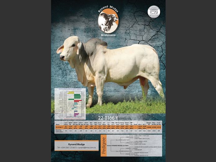 22-0166Y | RYNAND MUDGE BRAHMAN