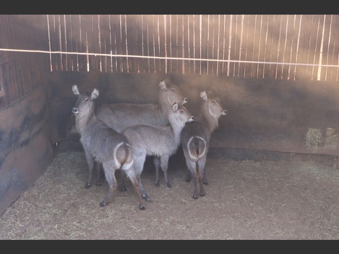 WATERBOKKE
