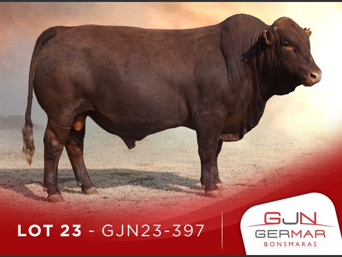 GJN230397