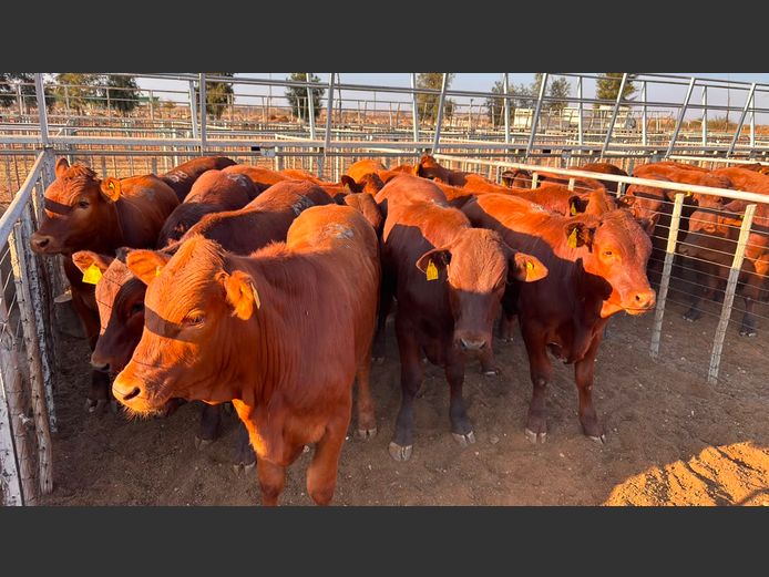 AGRA MARIENTAL WEANER AUCTION