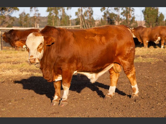 Commercial Animal