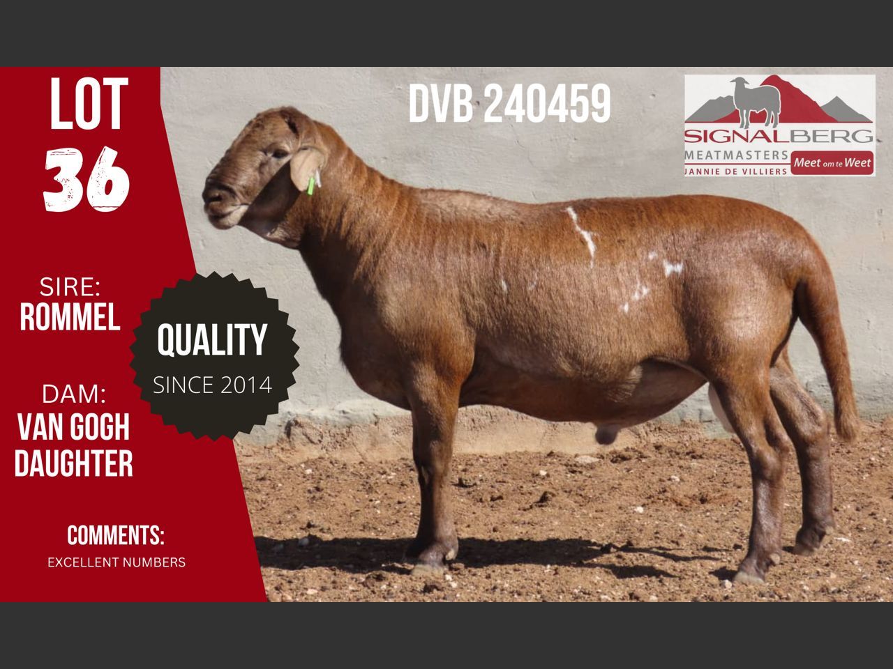 Lot 36 | SIGNALBERG MEATMASTERS 12TH MEATMASTER RAM AUCTION | SwiftVEE ...