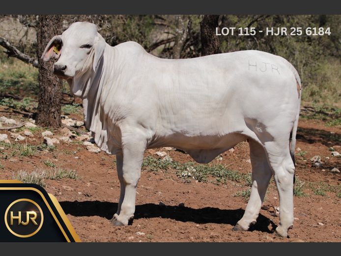 Commercial Animals | HJR