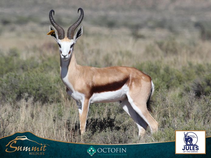 18" SPRINGBOK RAM