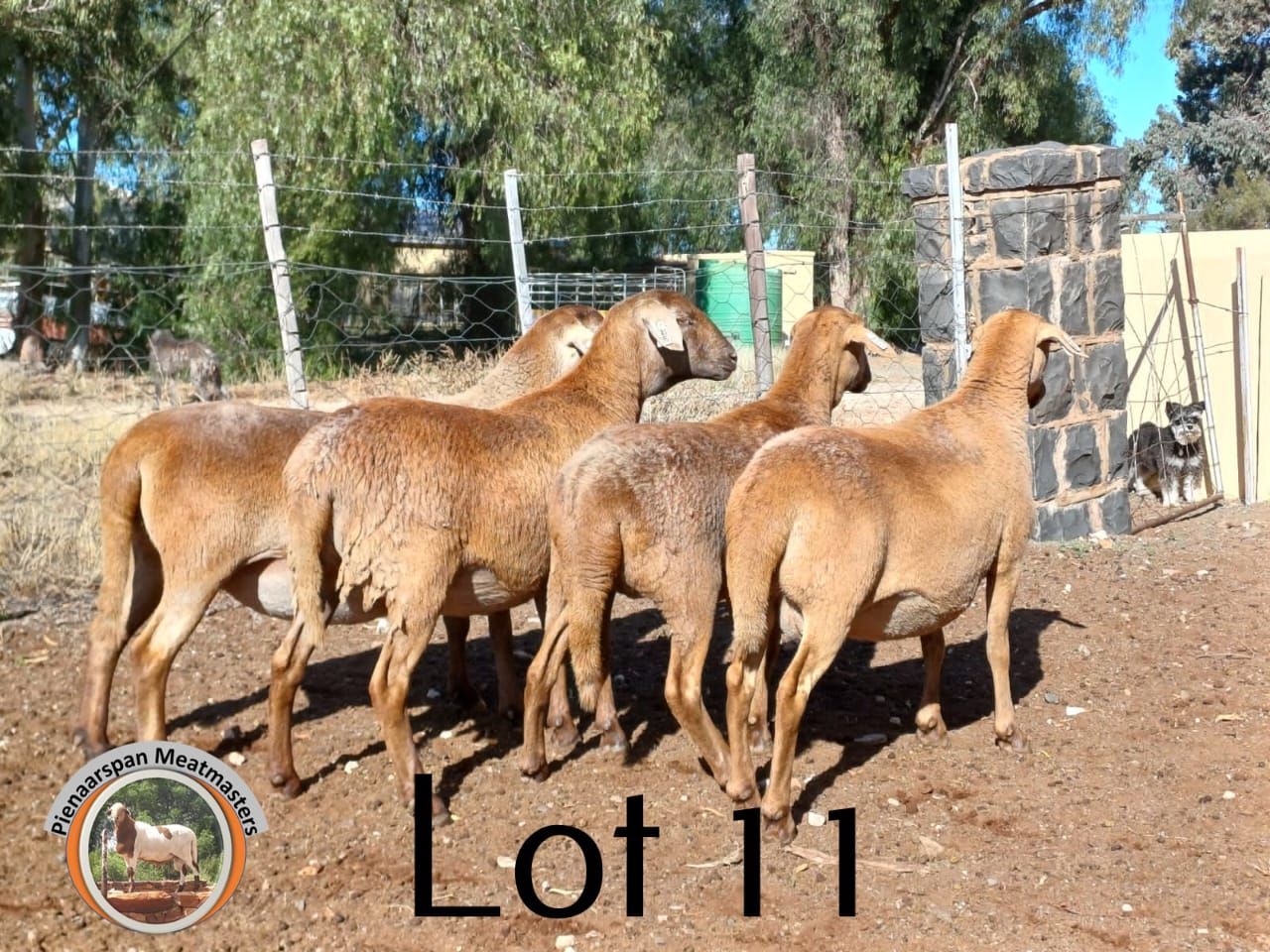 images