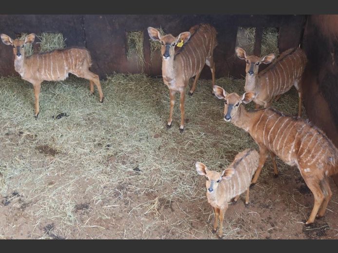 NYALA