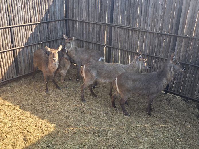WATERBOK | HANLEY