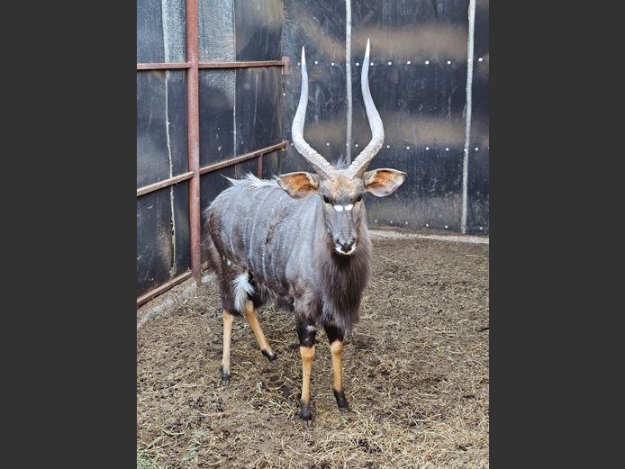 NYALA 28 6/8” | NYANE GAME