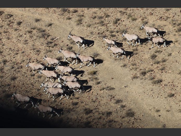 Gemsbok Mixed | SANParks - Karoo National Park