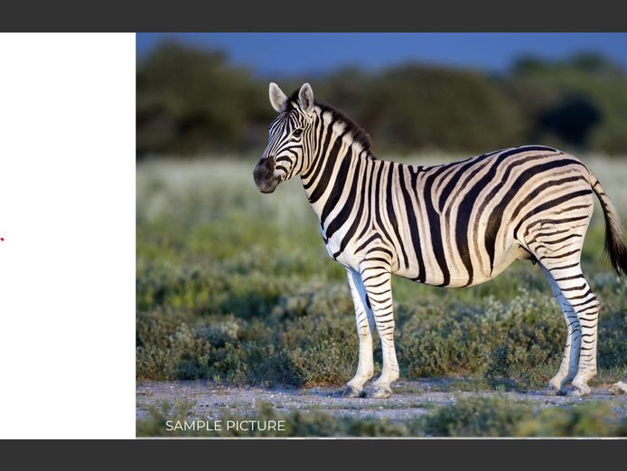 BURCHELLE ZEBRA | DU PREEZ WILD