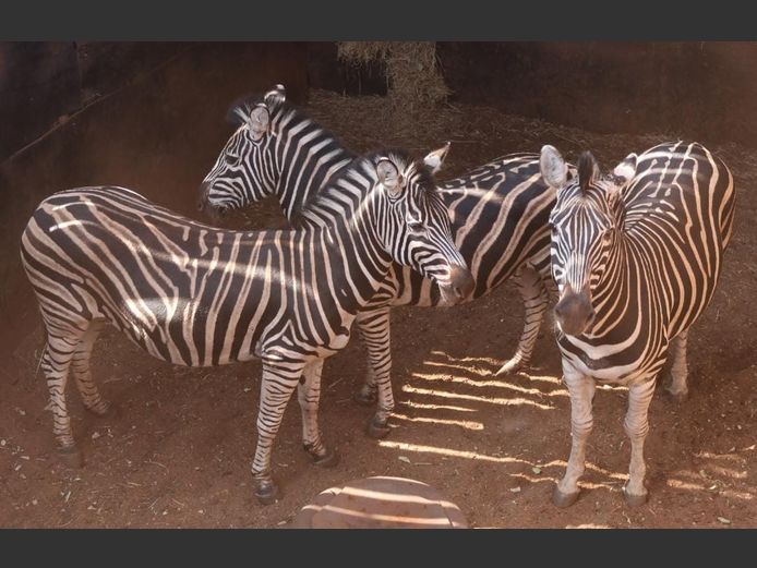 ZEBRA