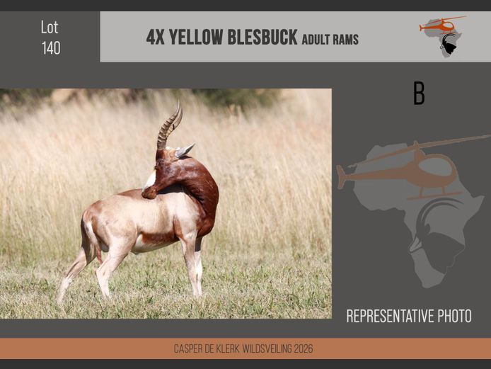 Yellow Blesbuck