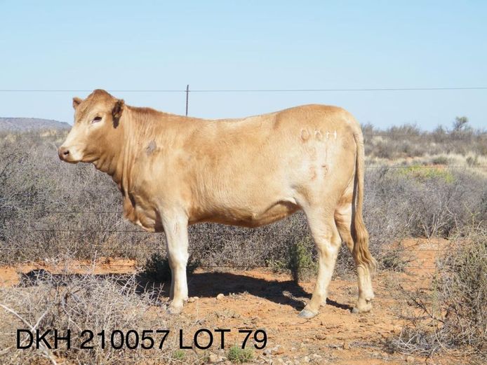 Commercial Animal | DONKERHOEK