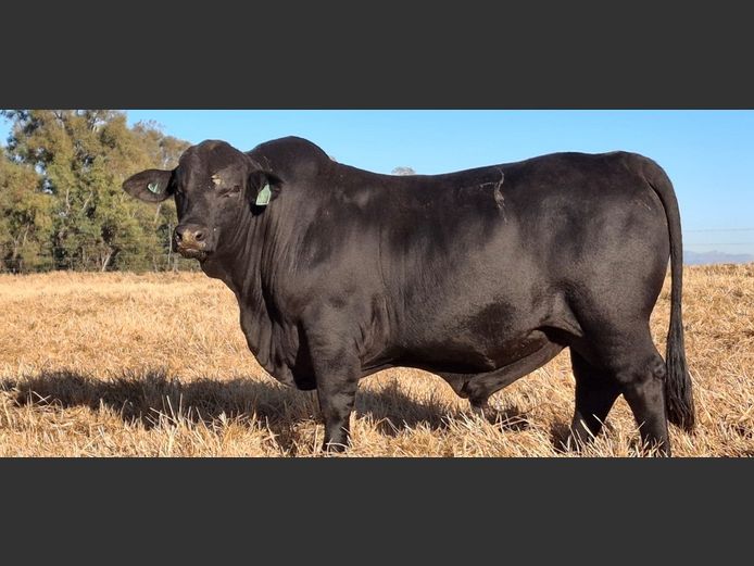 HRT23219 | HUNTERS REST BLACK BRANGUS