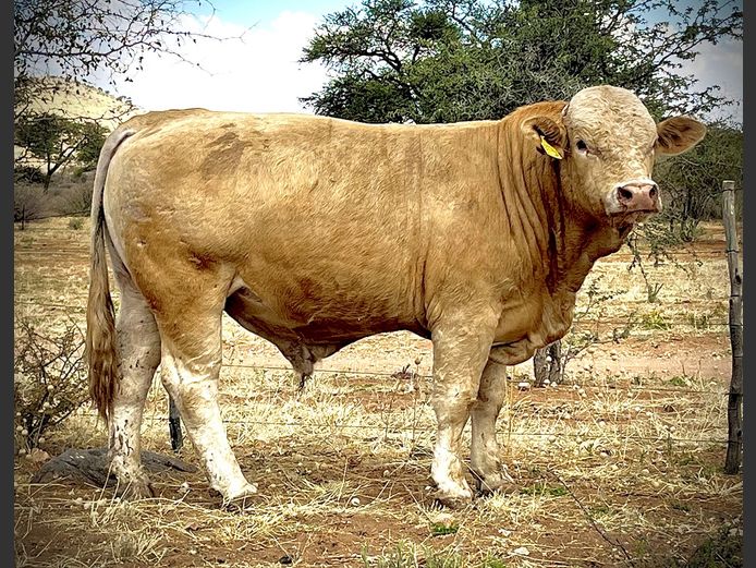 MK2248 | IBENSTEIN SIMMENTALER