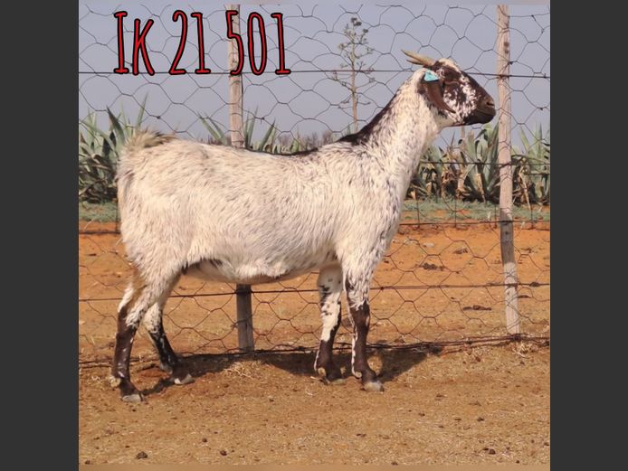 IK 21 501 | Erik De Witt