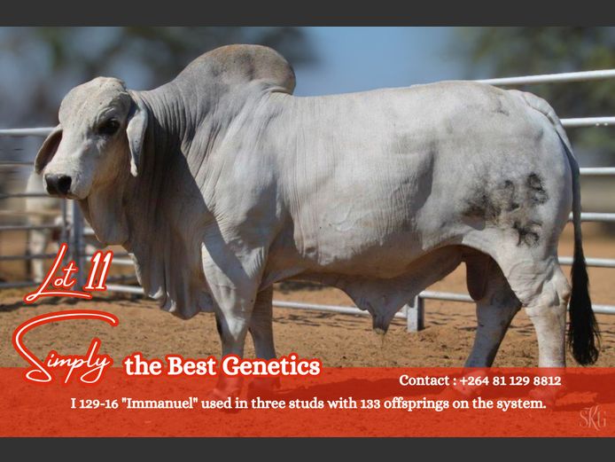 I 129-16 | GROENEWALDT BRAHMANE