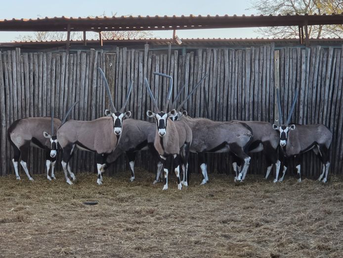GEMSBOK | CC GAME