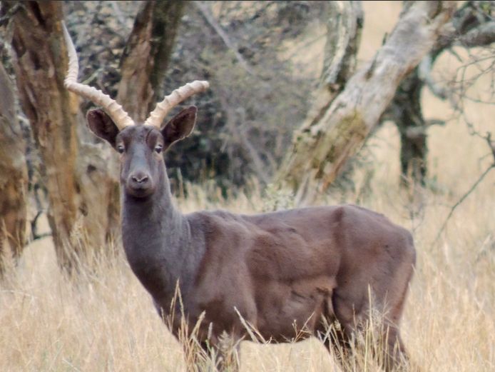 SWART ROOIBOK RAM | AF HORING - MAK