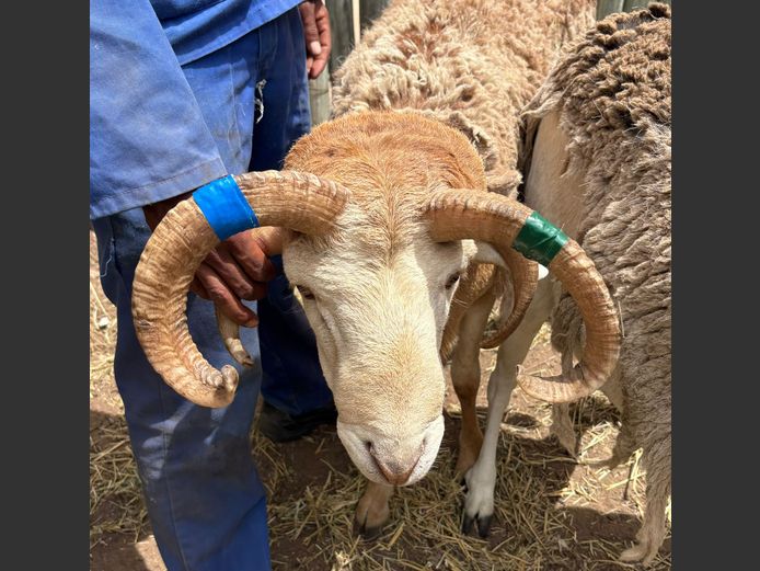 Vier Horing Skaap Ram