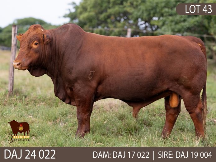 DAJ 240022 | J.D. STIRK