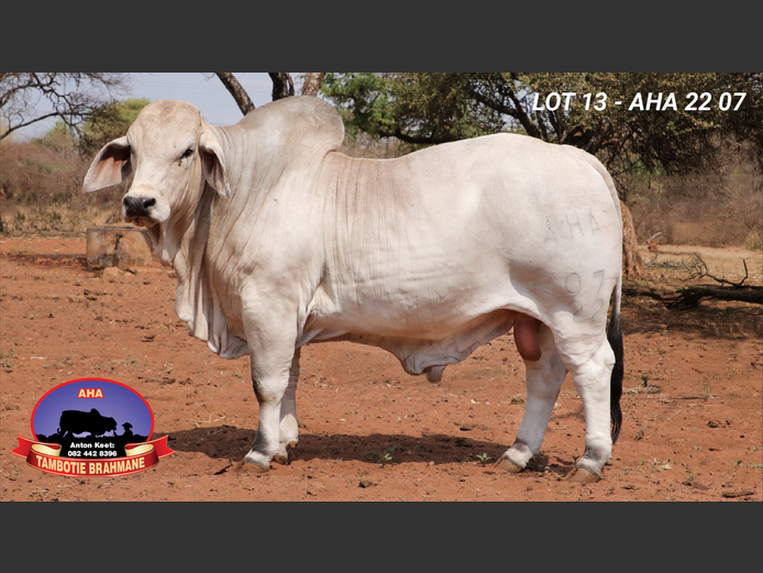 AHA227 | TAMBOTIE BRAHMANE PTY LTD