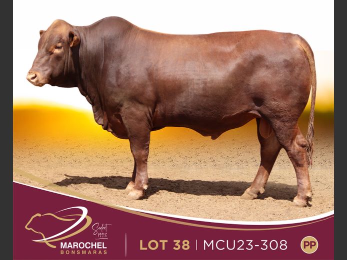 MCU 230308
